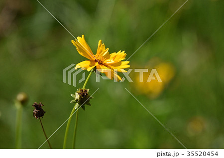 秋晴れに咲いていた金鶏菊 秋晴れに咲いていた金鶏菊 35520454