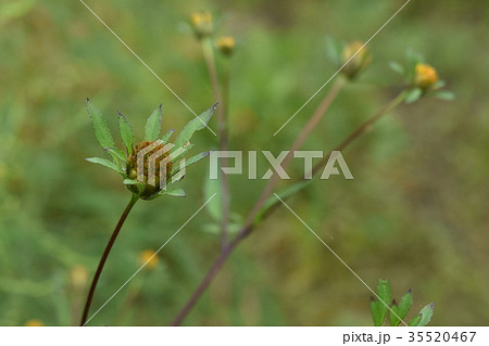 種を結んだ背高田ウコギ 種を結んだ背高田ウコギ 35520467