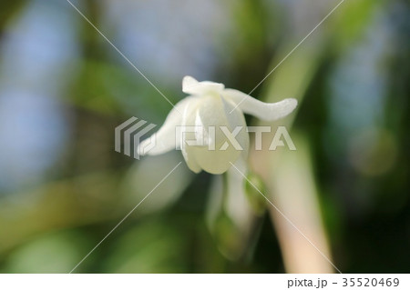 バイカイカリソウ 白花 山野草 バイカイカリソウ 白花 山野草 35520469
