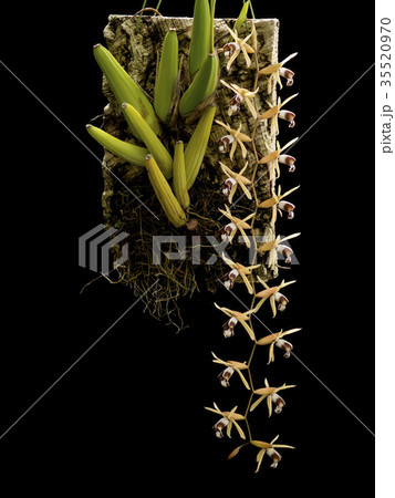 洋蘭原種Coelogyne dayana "grandis"の花 35520970