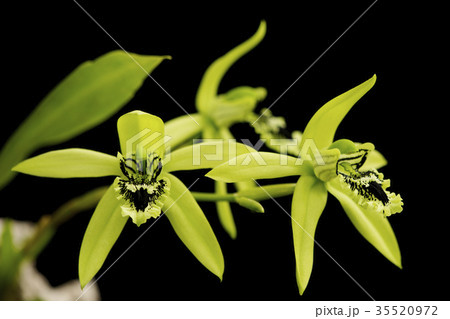洋蘭原種Coelogyne pandurataの花 35520972