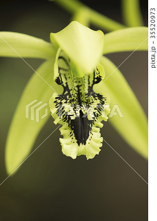 洋蘭原種Coelogyne pandurataの花 35520973