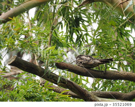 ヨタカ ヨタカ 35521069