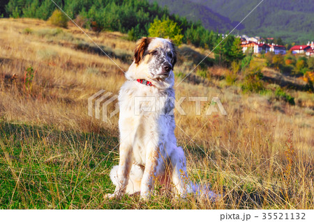 white and black dog and mountains 35521132