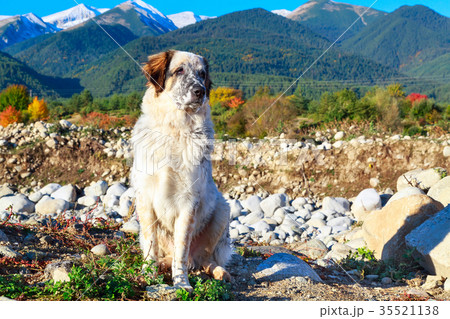 white and black dog, snow mountains, autumn trees 35521138