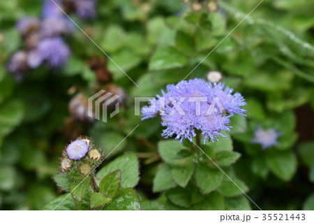 朝露に濡れたアゲラタム 35521443