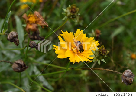 ハナアブと金鶏菊 ハナアブと金鶏菊 35521458