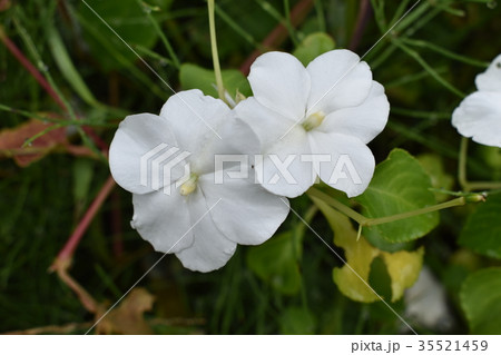 秋の木陰のインパチェンス 35521459