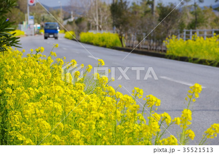 房総フラワーラインと満開の菜の花(千葉県南房総市) 房総フラワーラインと満開の菜の花(千葉県南房総市) 35521513
