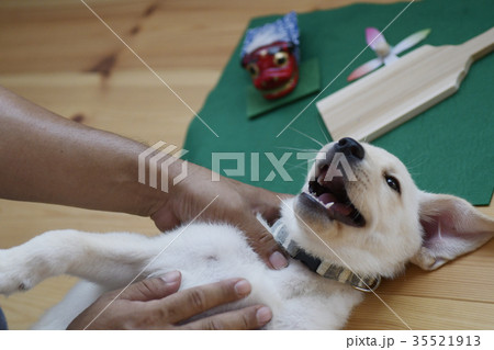 犬 子犬 小犬 仔犬 こいぬ 戌年 dog 子供 2018 年賀素材 正月素材 犬 子犬 小犬 仔犬 こいぬ 戌年 dog 子供 2018 年賀素材 正月素材 35521913