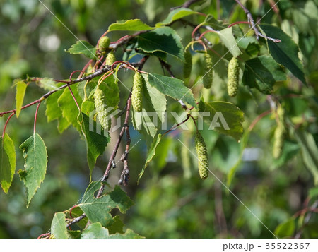White birch seed pods 35522367