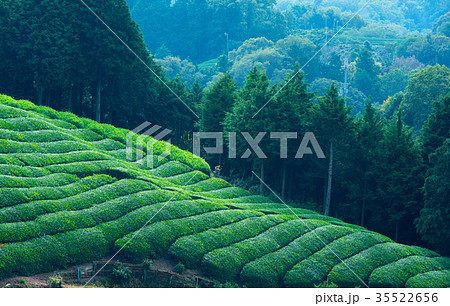 茶畑 35522656