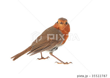 European robin (Erithacus rubecula) European robin (Erithacus rubecula) 35522787
