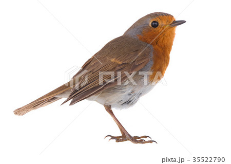 European robin (Erithacus rubecula) European robin (Erithacus rubecula) 35522790