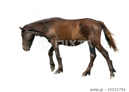 horse 35522791