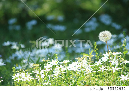 たんぽぽ綿毛 35522932
