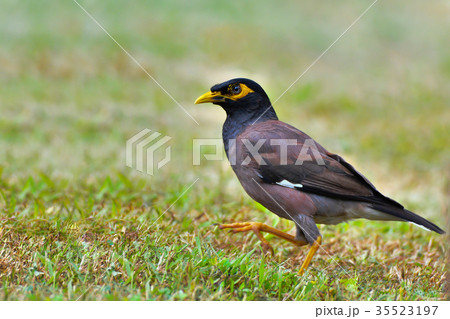 Common Myna bird (Mynas) on green grass 35523197