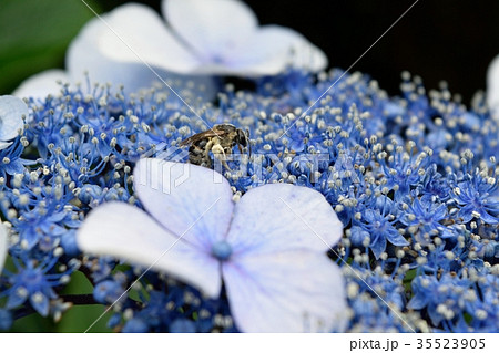 6月アジサイの花と花粉まみれの蜂の写真素材 35523905 Pixta