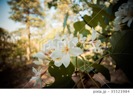 台湾 雲林 アブラギリ 35523984