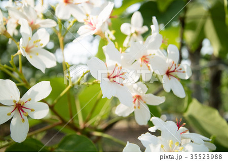 花 フラワー お花 35523988