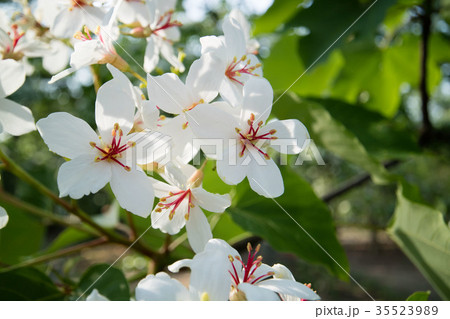 花 フラワー お花 35523989