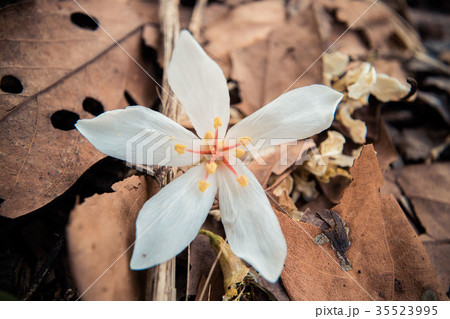 花 フラワー お花 35523995