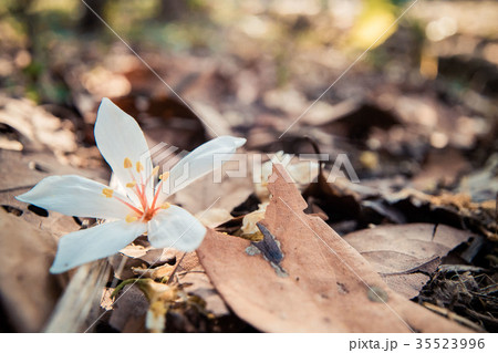 花 フラワー お花 35523996