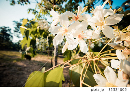 台湾 雲林 アブラギリ 35524006