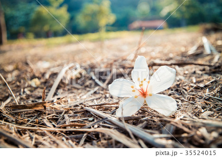 花 フラワー お花 35524015
