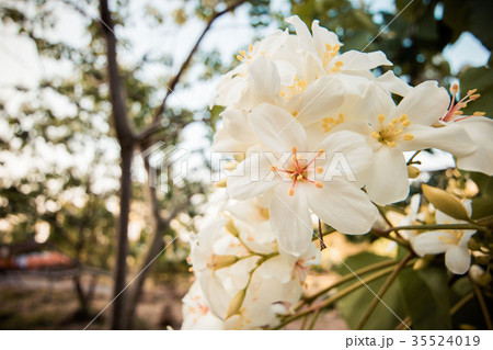 台湾 雲林 アブラギリ 35524019