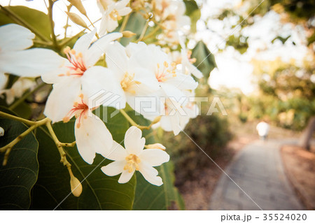 台湾 雲林 アブラギリ 35524020