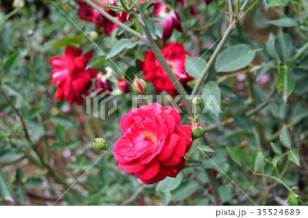 センパフローレンス チャイナローズ 赤い花 35524689