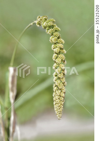 モチアワの穂 モチアワの穂 35525200