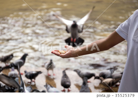 Children's hand feeds pigeons with bread Children's hand feeds pigeons with bread 35525379