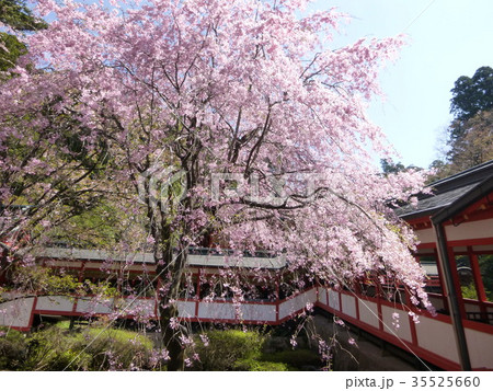 桜と霧島神宮 桜と霧島神宮 35525660
