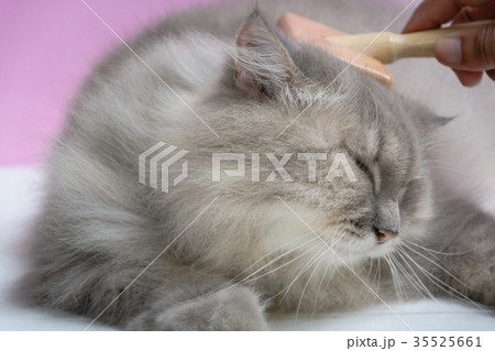 Brush the cat fur comb on a wooden table Brush the cat fur comb on a wooden table 35525661