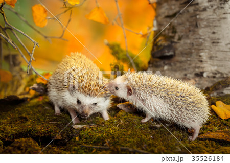African pygmy hedgehog on moss 35526184