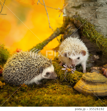African pygmy hedgehogs on moss 35526192