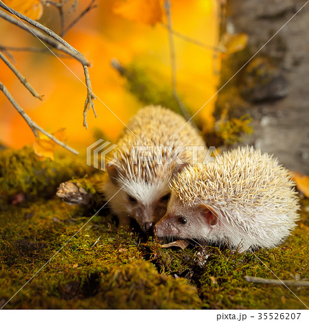 African pygmy hedgehogs on moss 35526207