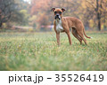 Dog of the Boxer breed. 35526419