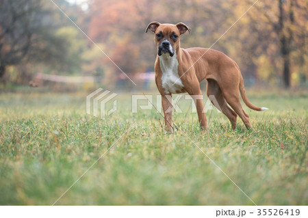 Dog of the Boxer breed. 35526419