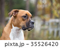 Dog of the Boxer breed. 35526420