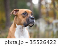 Dog of the Boxer breed. 35526422