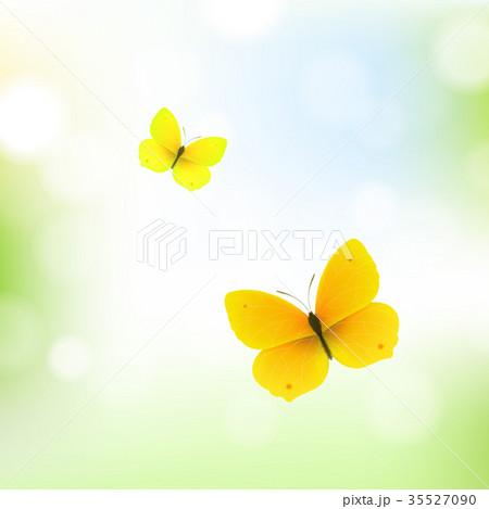 Butterfly And Bokeh Butterfly And Bokeh 35527090
