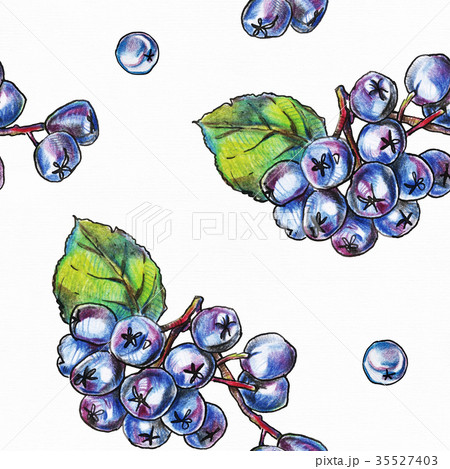 Seamless pattern black chokeberry berries 35527403