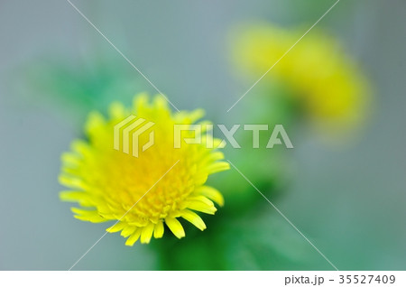 ノゲシの花 35527409