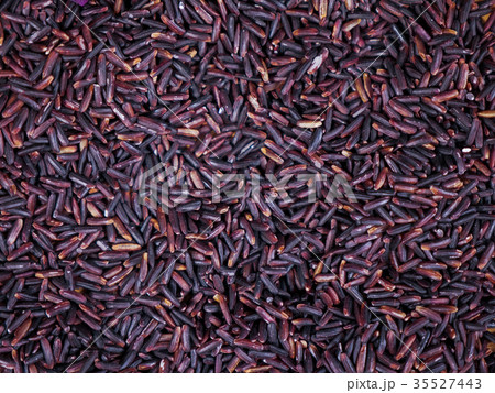 purple black jasmine rice or rice berry 35527443