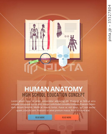 Human anatomy. Education and science vertical 35527804