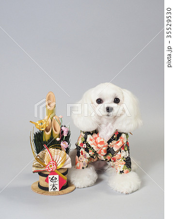 門松と晴れ着を着た白い犬の写真素材