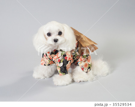 晴れ着を着た白い犬の写真素材